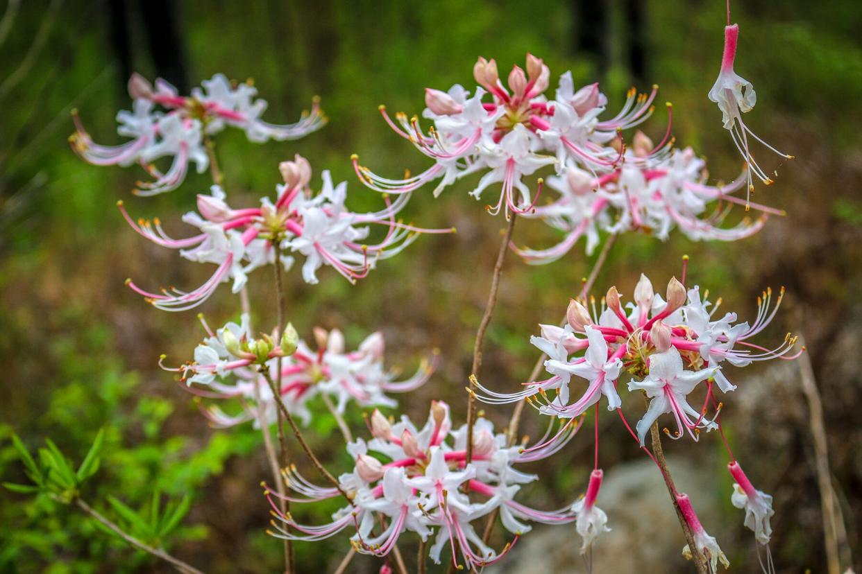 Flowers on the Wild Azalea Trail in Louisiana