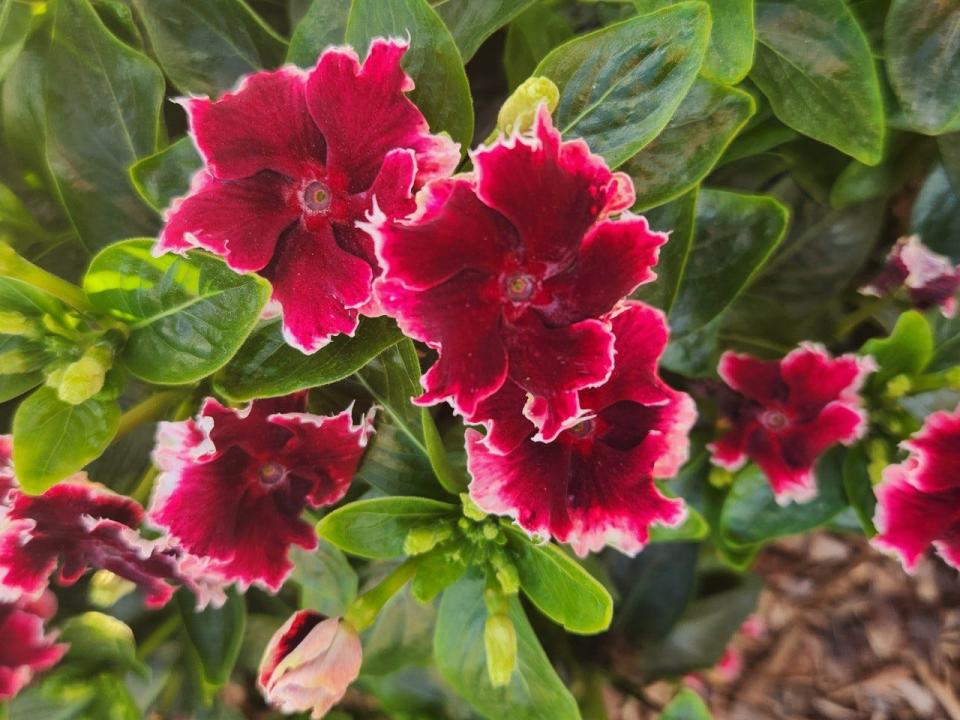 Salsa Red is a vinca in the Soiree Flamenco line that is heat- and drought-tolerant.