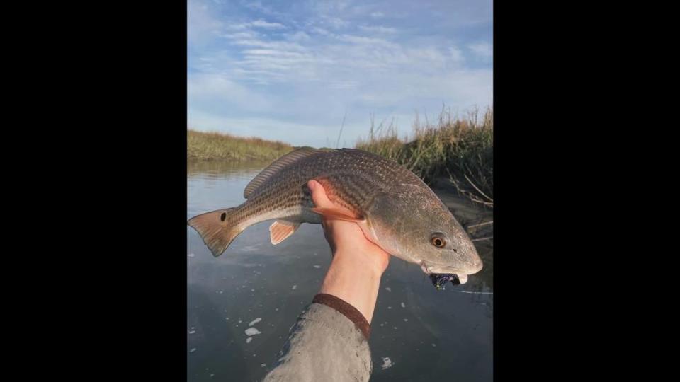 Redfish will be one of the popular species that anglers will be targeting in the Port Royal Sound Inshore Fishing Tournament. But the tournament is unique in that all of the fish caught will be recorded for research purposes.