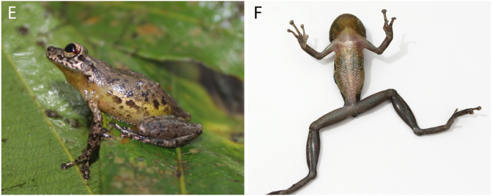 The daytime coloring of a Scinax juruena, or Juruena snouted tree frog.