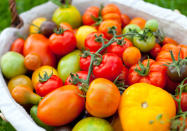 <p> <b>Il est vrai que les formes et les couleurs des tomates paraissent illimitées, avec l’avantage de plaire à tous les goûts</b>. De la tomate cerise au gros calibre d’une variété comme 'Supersteak' qui peut faire jusque 500 grammes, le panel est large. <br> </p><p>Vous avez le choix entre :</p> <ul class="items"> <li><b> des variétés précoces </b>qui se récoltent de mi-juin à fin juillet et qui nécessitent une soixantaine de jours de culture après la plantation comme 'Marmande', 'Fandango' ou 'Fournaise' ;</li> <li><b>des variétés de mi-saison</b> qui demandent une soixantaine de jours de culture entre la plantation et la récolte qui se fait de fin juin à juillet comme 'Noire de Crimée', 'Cornue des Andes' ou 'Black Zebra' ;</li> <li><b>des variétés tardives</b> qui nécessitent une centaine de jours de culture après la plantation, se récoltent tout l’été jusqu’aux premiers jours de l’automne comme 'Cœur de Bœuf' ou 'Ananas'.</li> </ul> <p><b>Le choix de variétés se fait aussi en fonction de l’utilisation finale</b>. Toutes les tomates se tiennent en salades fraîcheur. Pour les sauces et coulis, choisissez des variétés comme 'Cœur de Bœuf', 'Cornue des Andes', 'Saint Pierre' ou 'Noire de Crimée'. Pour les apéritifs ou les snackings, préférez les tomates cerises ou cocktails aux formes et couleurs variées. Pour les farcis, préférez les variétés à gros fruits comme 'Cœur de Bœuf' ou 'Montfavet'.</p><br>