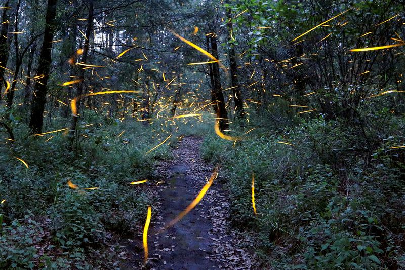 FILE PHOTO: Fireflies seeking mates light up in synchronised bursts inside a forest at Santa Clara sanctuary near the town of Nanacamilpa