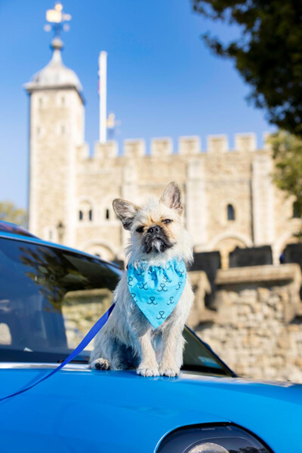 One pooch visited the Tower of London during the adorable march (Battersea Dogs Home)