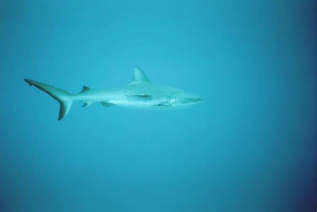 Un requin (PHOTO D'ILLUSTRATION) - -