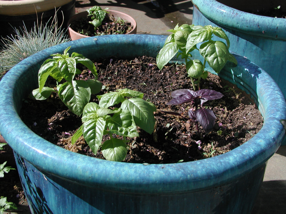 Basil Genovese and Thai basil are good container plants near the kitchen.