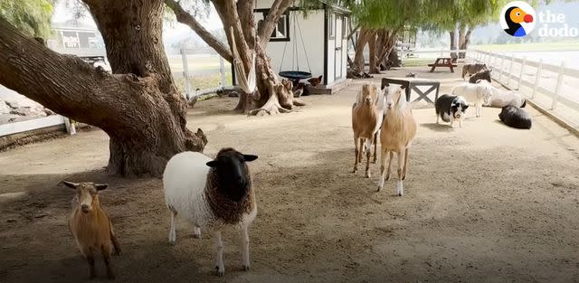 <p>The Dodo</p> Animals on Cuoco's ranch