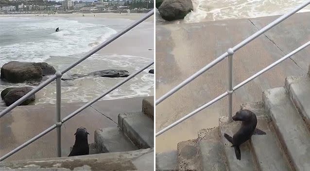 The pup stopped halfway up the stairs and looked back over the ocean. Photo: Facebook/Macelleria