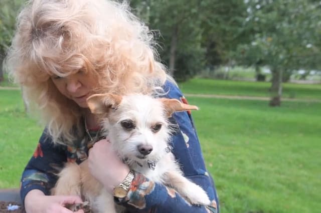 Woman dubbed 'miracle worker' after getting paralysed pooches walking again