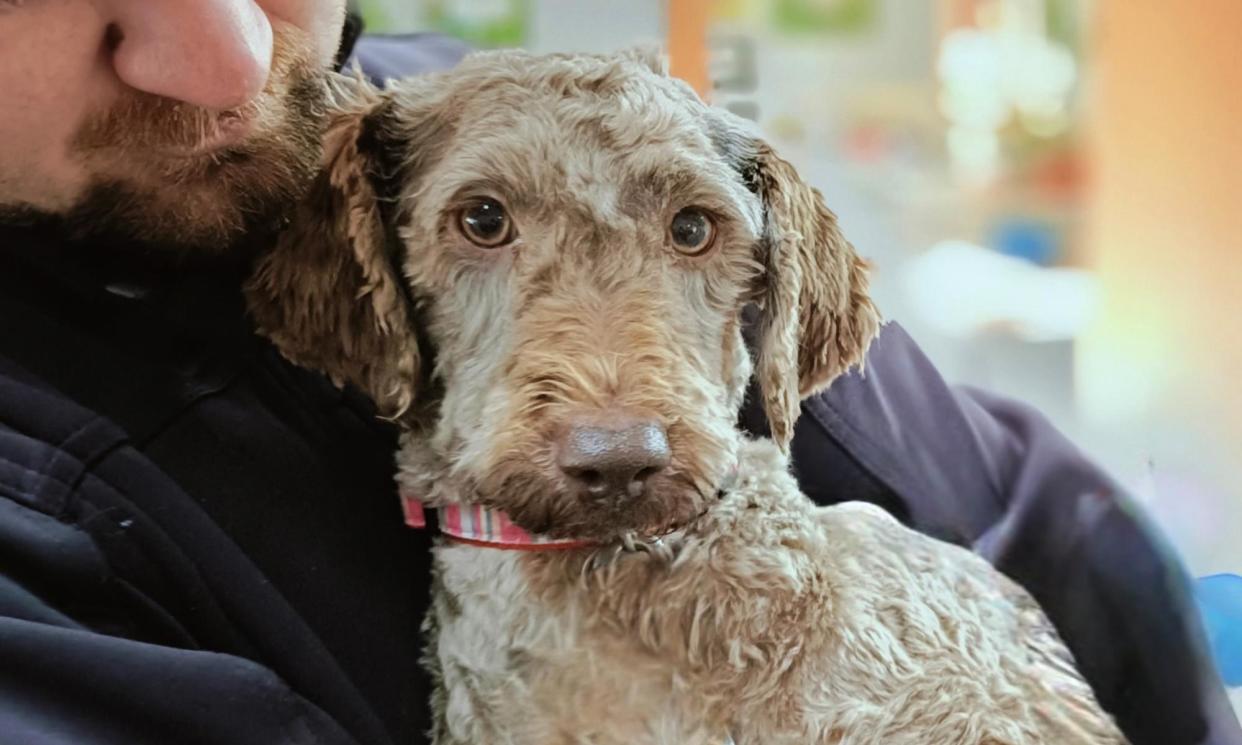 <span>Over 250 labradoodle dogs are looking for homes after a Tasmanian puppy breeder was shut down over alleged animal welfare concerns.</span><span>Photograph: RSPCA</span>