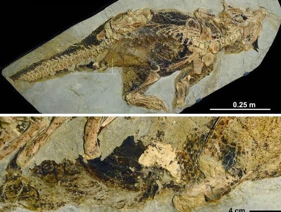  研究員分析鸚鵡嘴龍化石後，推測恐龍可能有陰莖。（圖／翻攝自Paleocreations推特）