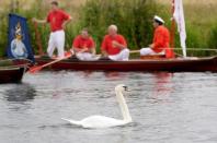 A swan swims during the annual counting of the Queen's swans, known as 'Swan Upping' along the River Thames in London