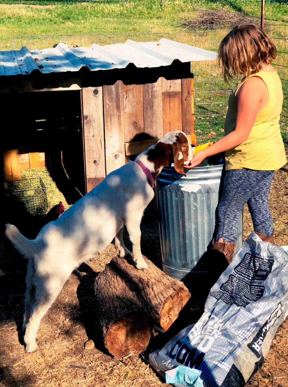 Jessica Long’s daughter fed and cared for her goat Cedar every day, eventually bonding with the animal as a family pet.