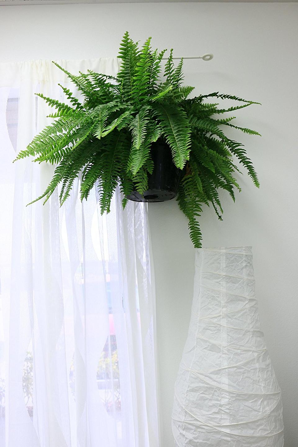 4) Boston Fern In Hanging Basket