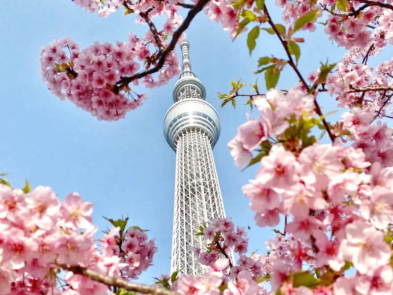 ▲日本櫻花季遊客數暴增！赴日本旅遊消費成長五成。東武橋畔旁櫻花與晴空塔。（圖／記者葉盛耀攝）