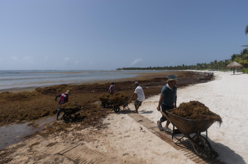 Jornaleros retiran el sargazo acumulado en la costa de la bahía de Solimán, al norte de Tulum (México), el 3 de agosto del 2022. (AP Photo/Eduardo Verdugo)