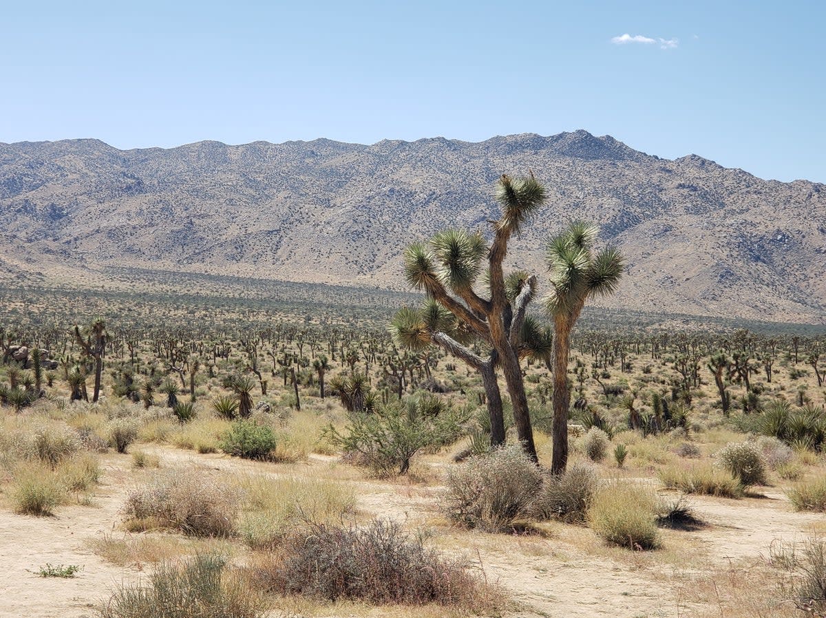 Joshua Trees as far as you can see inside Joshua Tree National Park (Simon Veness and Susan Veness)