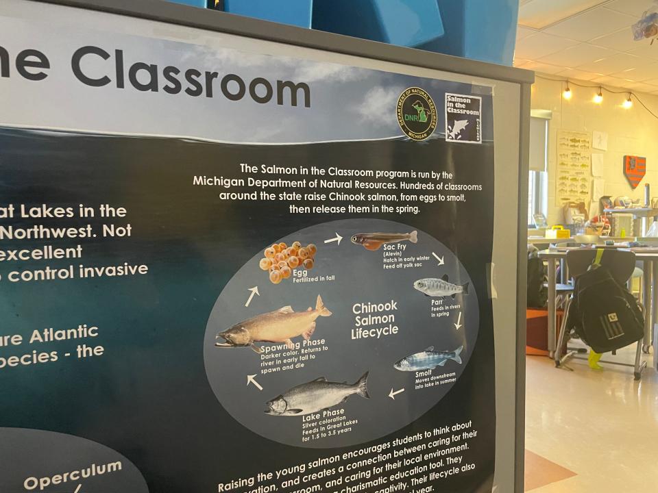 A poster in Andrew Page's classroom detailing the life cycle of chinook salmon in Indian Woods Elementary School on Jan. 24, 2023. The Michigan DNR provided all the learning materials for the program.