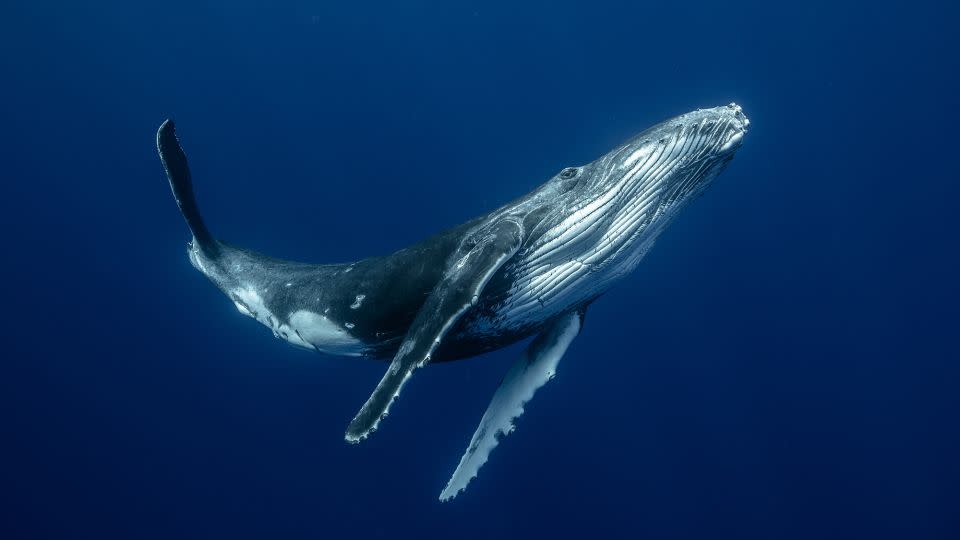 A fatty cushion in its voice box that vibrates when air is pushed out from the lungs allows a humpback whale to create low-frequency sounds underwater to communicate over large distances, according to the study. - Karim Iliya