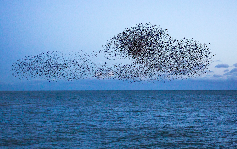 <em>Starlings often form all sorts of weird and wonderful shapes (Rex/stock photo)</em>