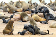 <p>A seal family rests on rocks on the beach at the Cape Cross seal reserve. (Photo: Gordon Donovan/Yahoo News) </p>