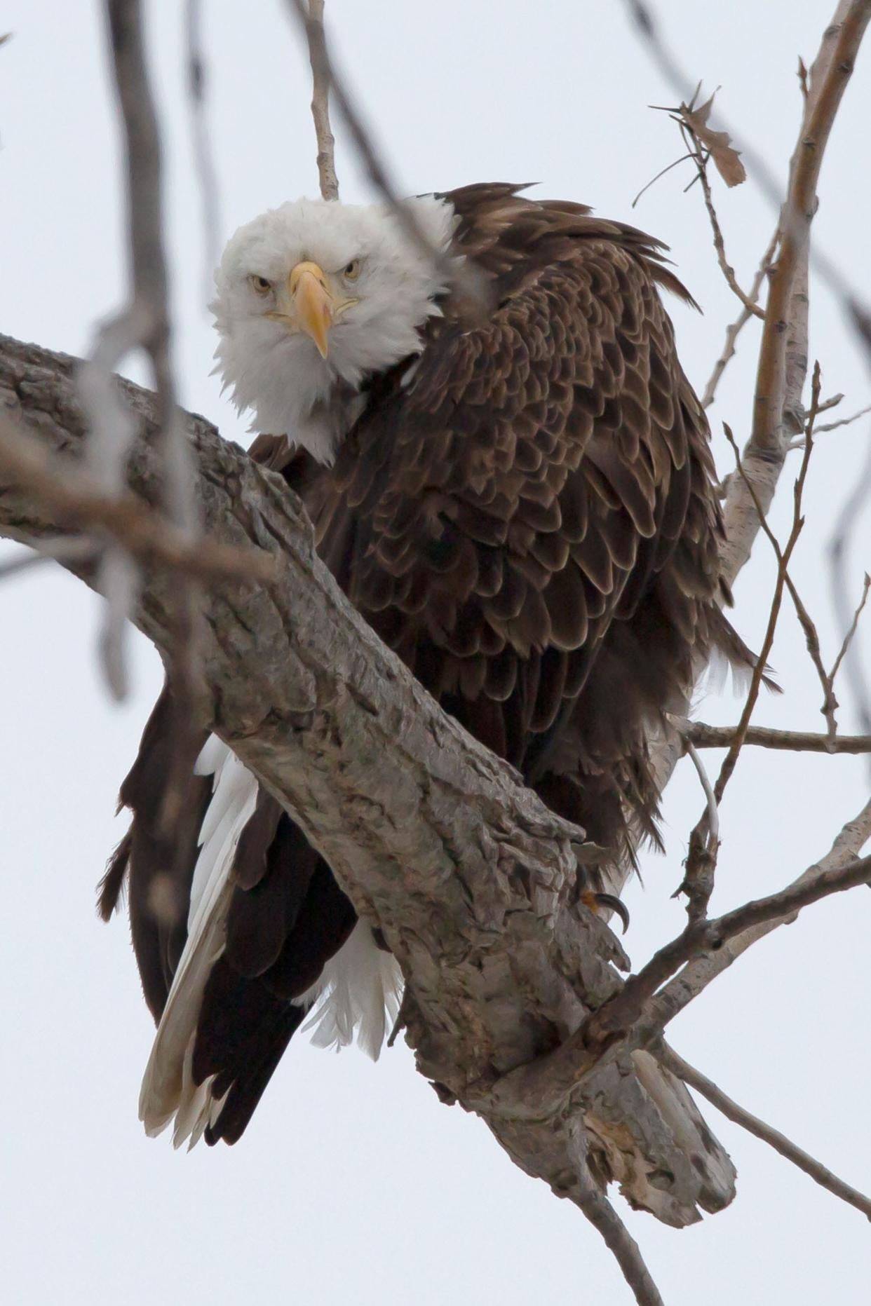 A bald eagle from the pair known locally as the Nagoya Eagles perches in 2023 on Catawba Island, where they can be seen fishing and flying over the Que Restaurant.