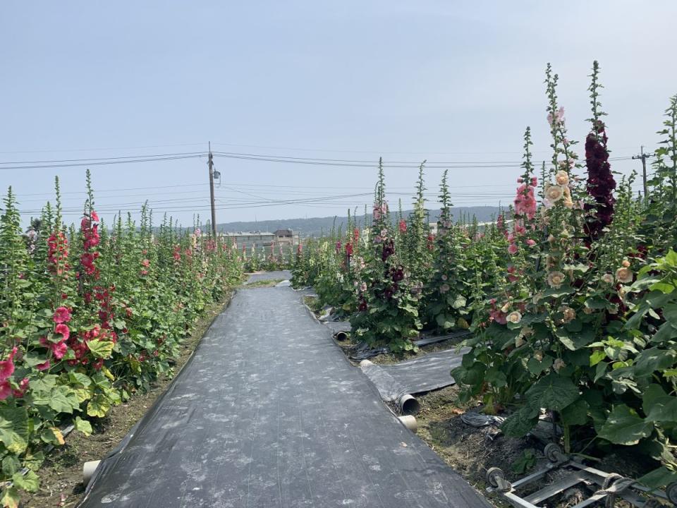 2024彰化員林蜀葵花海海，遭大雨摧殘漸凋零，想賞花海，請把握本週最後時機。（圖：李河錫攝）