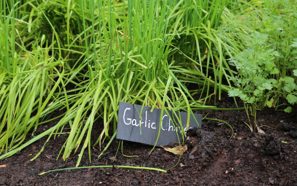 Now is the time to force winter herbs like chives, pictured  -  John Lawrence