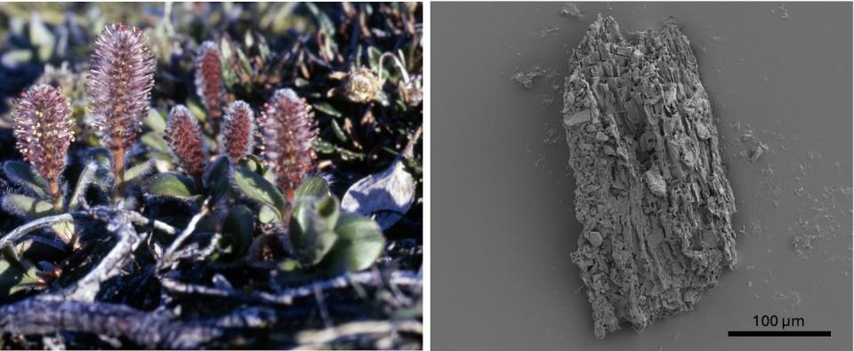 A photo of Arctic willow shrubs, which look nothing like willow trees, and a photo of a small piece of wood under a microscope.