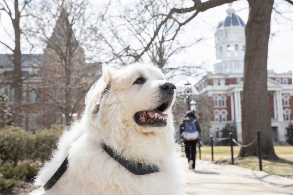 Harlan the dog looks on while relaxing in his familiar stomping grounds — the University of Missouri campus — in March 2021.