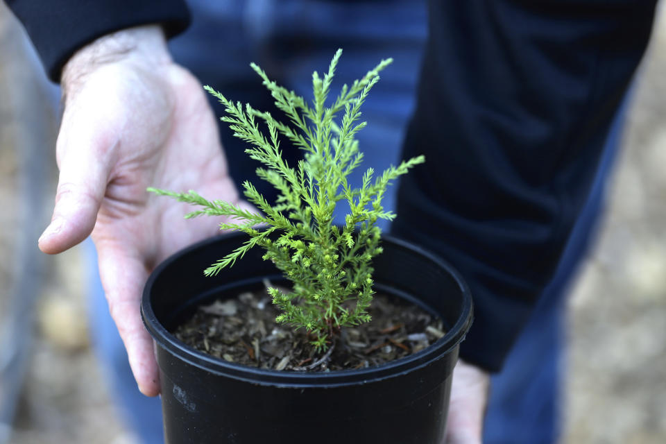 City of Bellevue Forest Management Program Supervisor Rick Bailey holds a juvenile giant sequoia in his hands on Oct. 11, 2022, in Bellevue, Wash. Sequoias are not native to the Pacific Northwest, but tree managers in this city east of Seattle are planting more of them because they handle drought and pests. (AP Photo/Manuel Valdes)