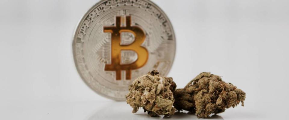 Digital currency physical yellow bitcoin coin on the table near green marijuana plants.