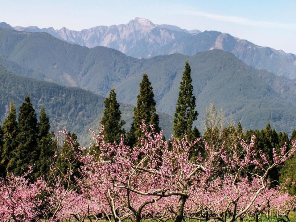 台中出發的福壽山千櫻園一日遊，可一日欣賞合歡山武嶺、梨山、福壽山千櫻園的美景。