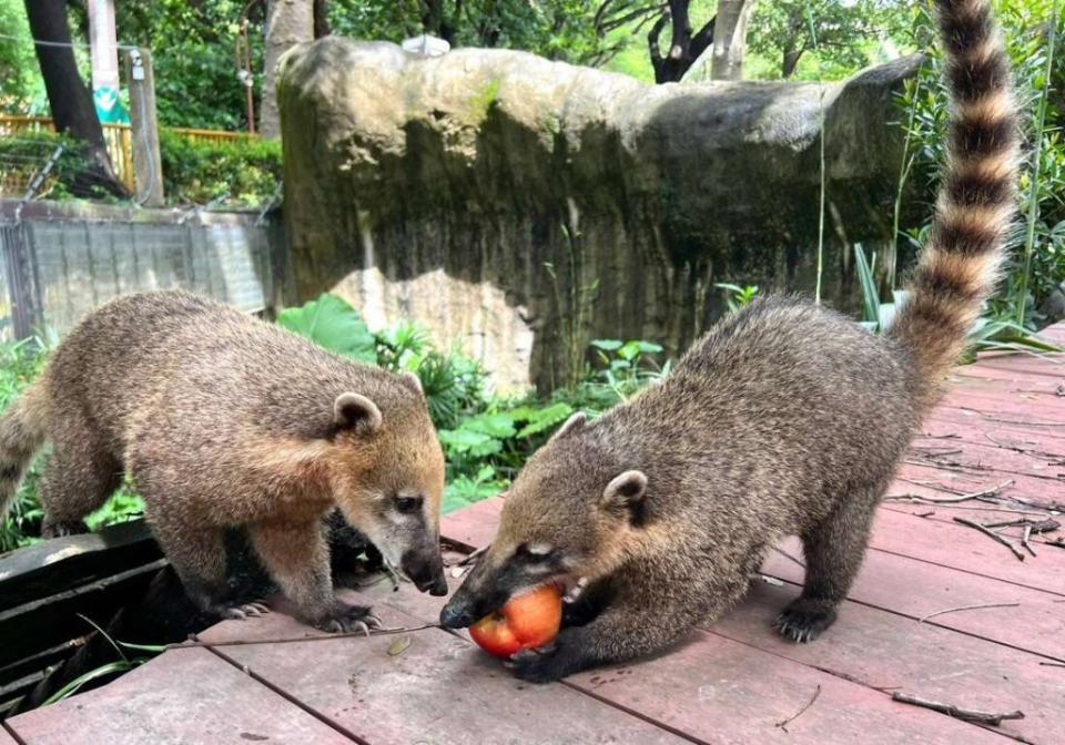 壽山動物園與家樂福攜手推出動物版「續食計畫」，即日起正式啟動，幫大象阿里、長鼻浣熊、沼林袋鼠、象龜和樹懶加菜。（記者吳文欽攝）