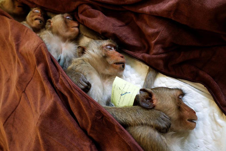 Monkeys are sedated as they recover after a sterilization procedure carried out by the Department of National Parks due to the increase of the macaques population in the urban area and the tourist spots of the city of Lopburi, in Thailand June 22, 2020. Picture taken June 22, 2020. REUTERS/Jorge Silva