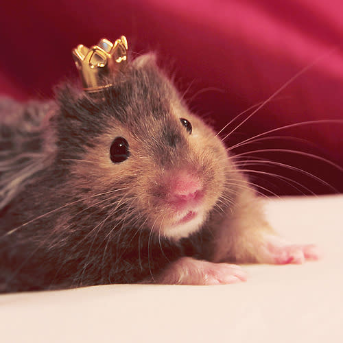 7. Regal Rodent