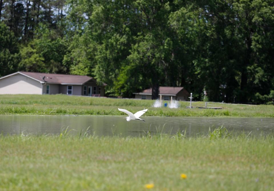 An egret cruises over one of the holding ponds at the Richmond Hill Fish Hatchery.