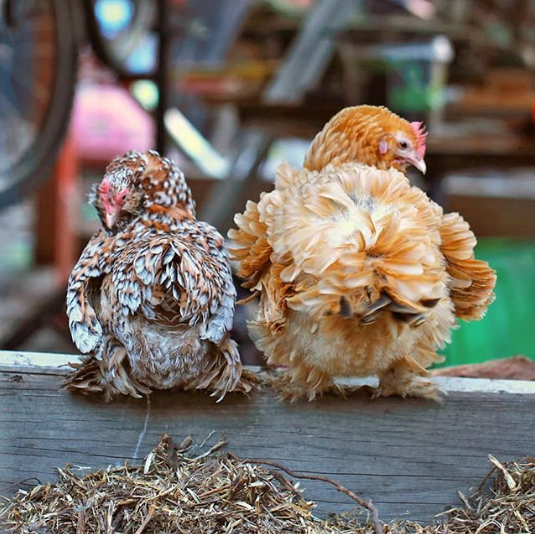 Frizzle-Hühner sehen zwar wunderschön aus, legen aber nicht täglich Eier. Foto: Instagram/ourchickenadventures