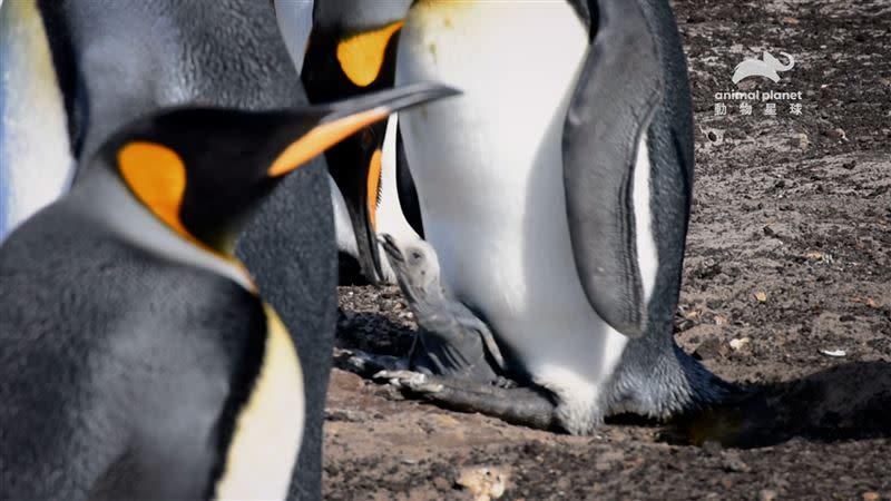 國王企鵝雛鳥剛孵化時身上完全沒有羽毛（圖／動物星球頻道提供）