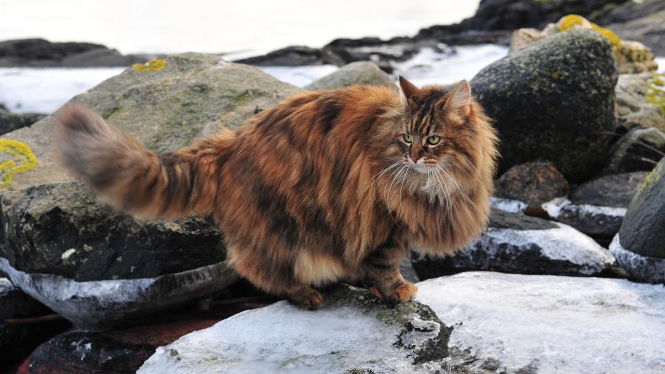 Norwegian forest cat on rocks