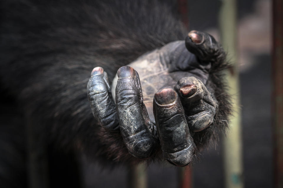 Grausam: Ein Affe in Gefangenschaft. (Symbolbild: Getty)