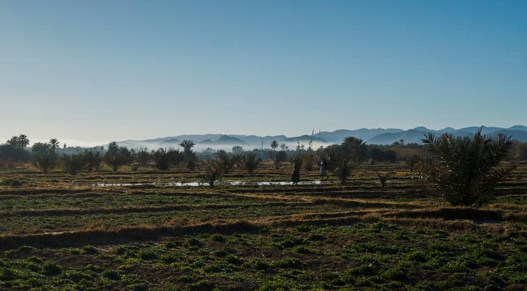 <span class="caption">Tree planting around the Sahara Desert has overwhelmingly relied on local efforts rather than businesses.</span> <span class="attribution"><a class="link " href="https://www.shutterstock.com/image-photo/oasis-sahara-january-1174051948?src=2344fEmbTDEkUfd7Iom5BA-1-2" rel="nofollow noopener" target="_blank" data-ylk="slk:Niels Polderman/Shutterstock;elm:context_link;itc:0;sec:content-canvas">Niels Polderman/Shutterstock</a></span>