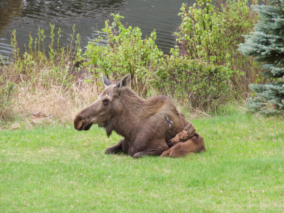 A moose and a new calf in a grassy yard with trees and a body of water.