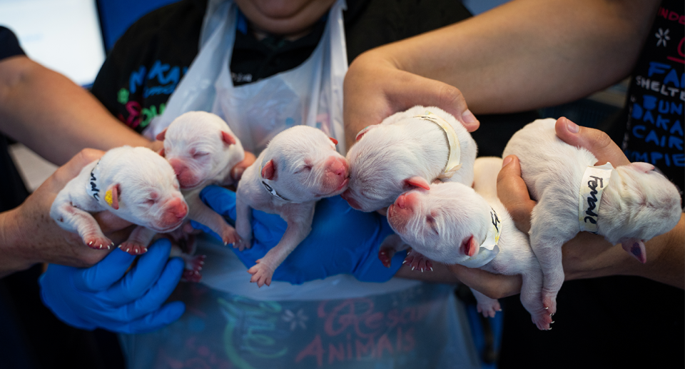 Six white puppies being held by three women. 