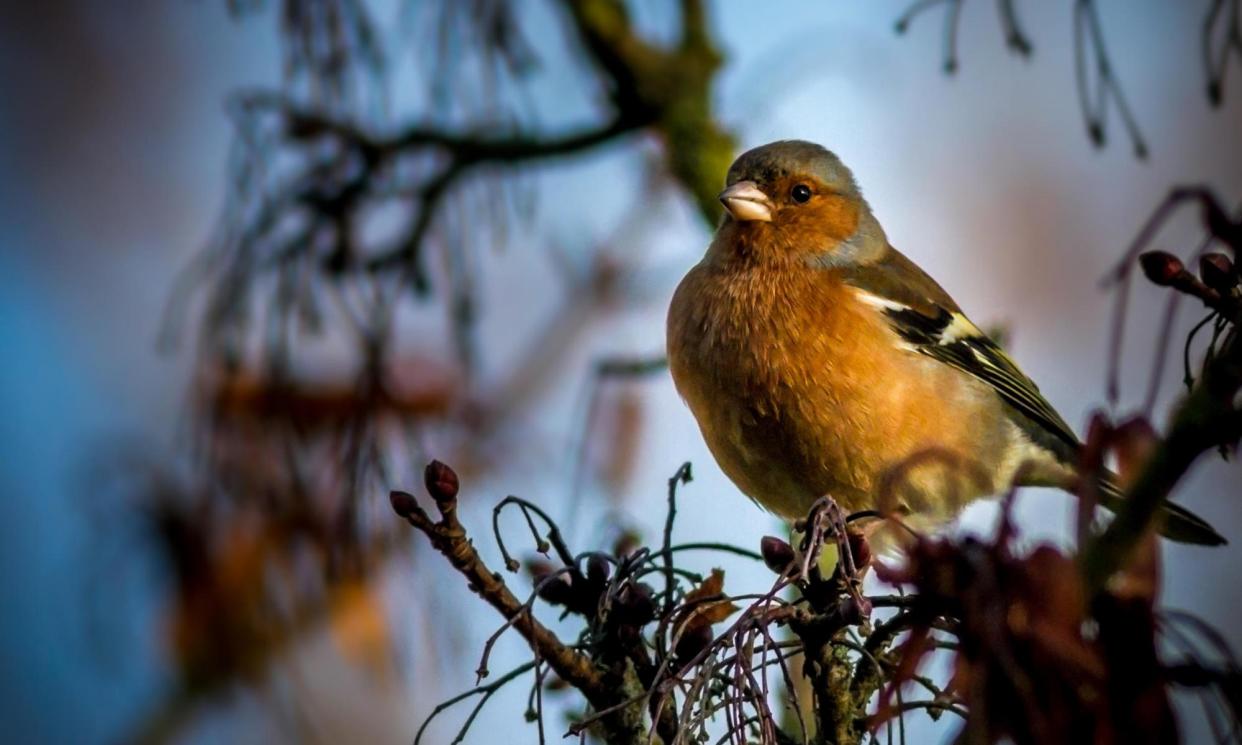 <span>Has a bird that always used to sing fallen silent?</span><span>Photograph: Rebecca Cole/Alamy</span>