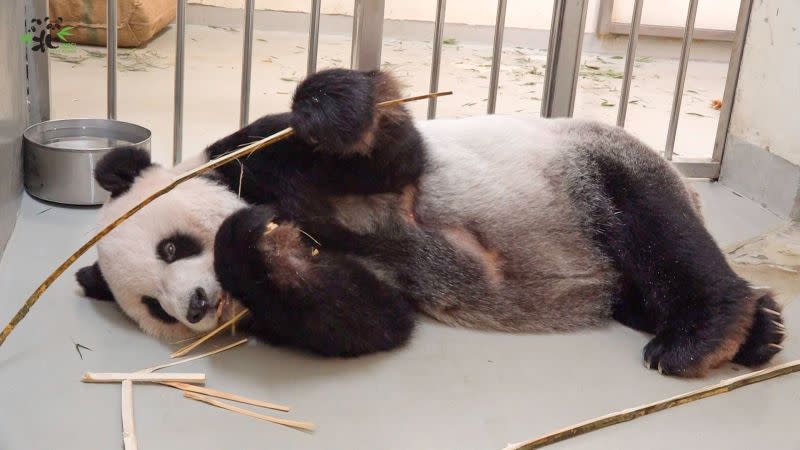 ▲動物園將以維護動物福祉為優先，採舒緩照護方式照顧團團。（圖／台北市立動物園）