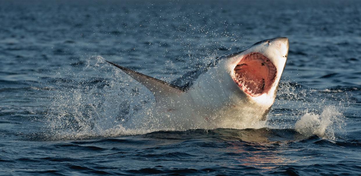 Hunting of a Great White Shark (Carcharodon carcharias) breaching in an attack on seal. South Africa