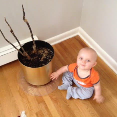 A study by Yale University psychologists finds that babies avoid plants for good reason. 