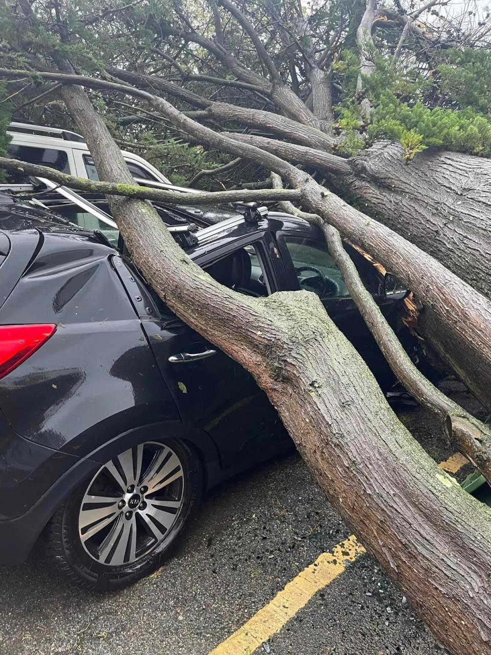 Ms Kelly’s vehicle was completely crushed by a fallen tree (Supplied)