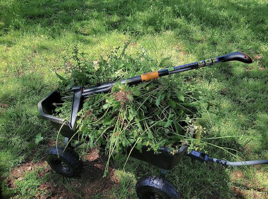 A standing weeder