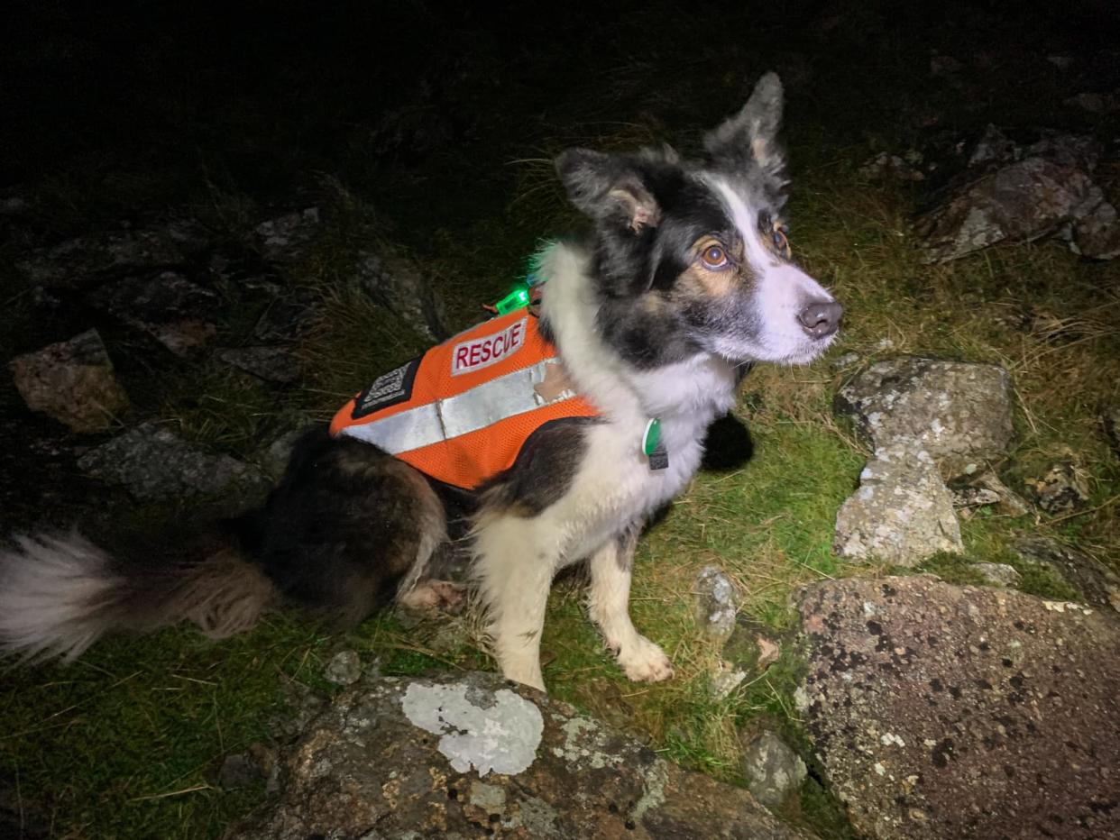Isla the rescue dog, Keswick Mountain Rescue